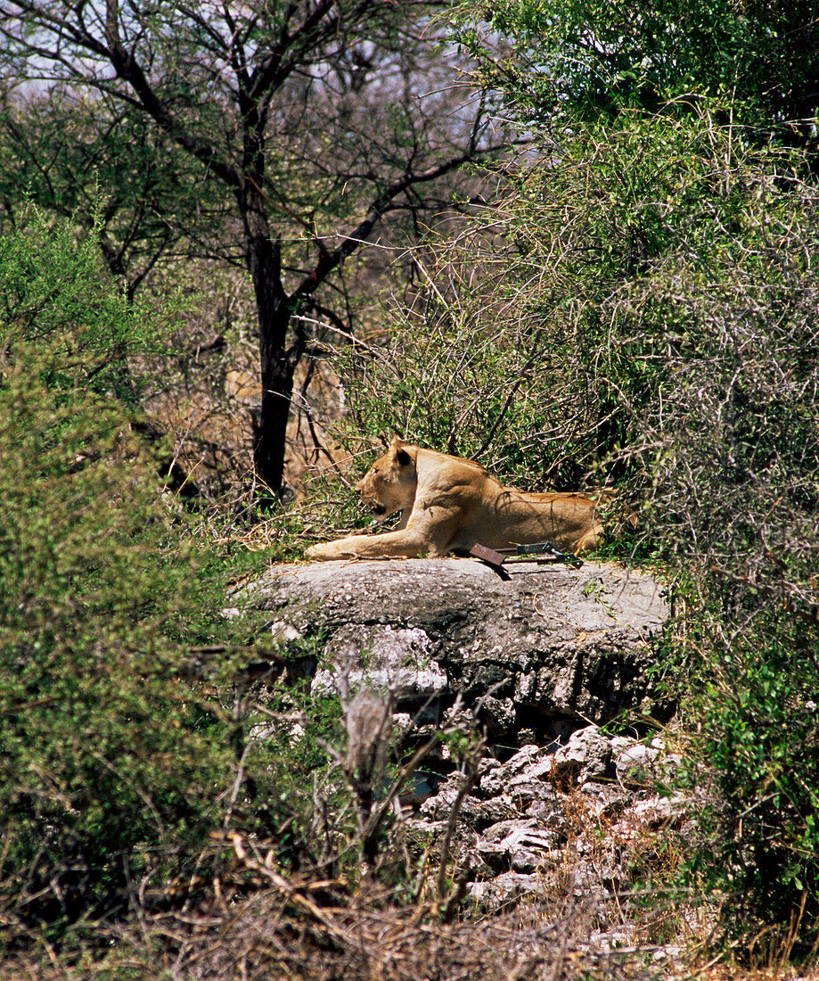 Resting lioness