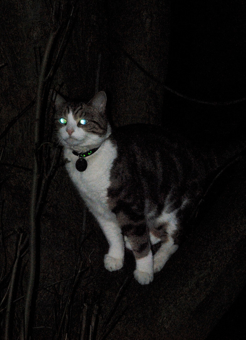 Domestic cat at night