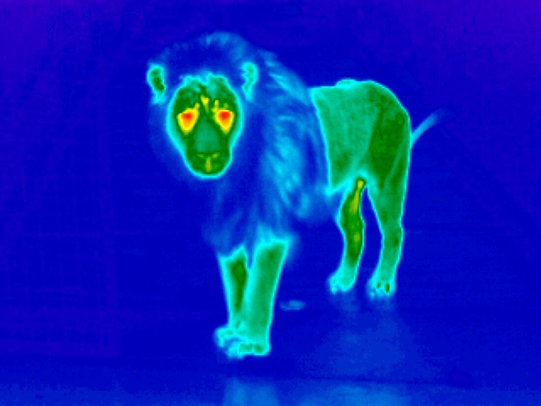 Lion,thermogram