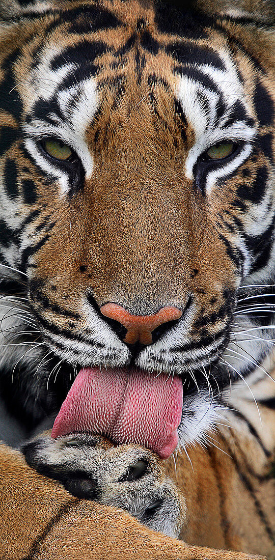 Tiger licking its paw