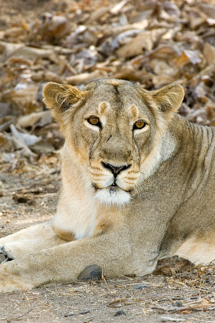 Female Asiatic lion