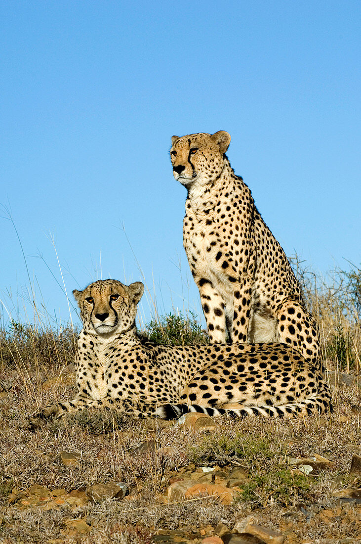 Cheetahs