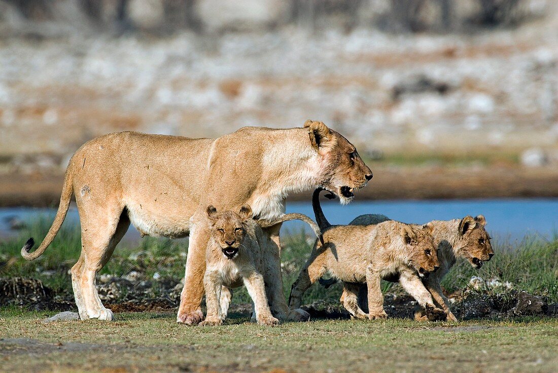 Lioness and cubs