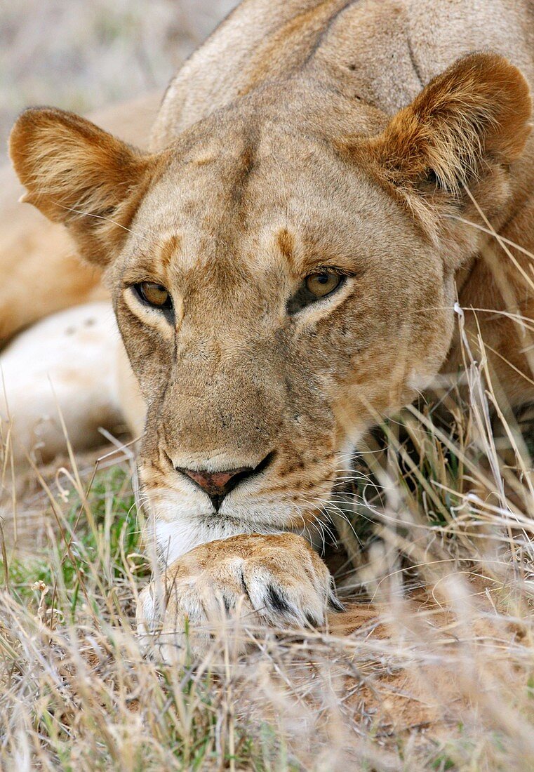 African lioness resting