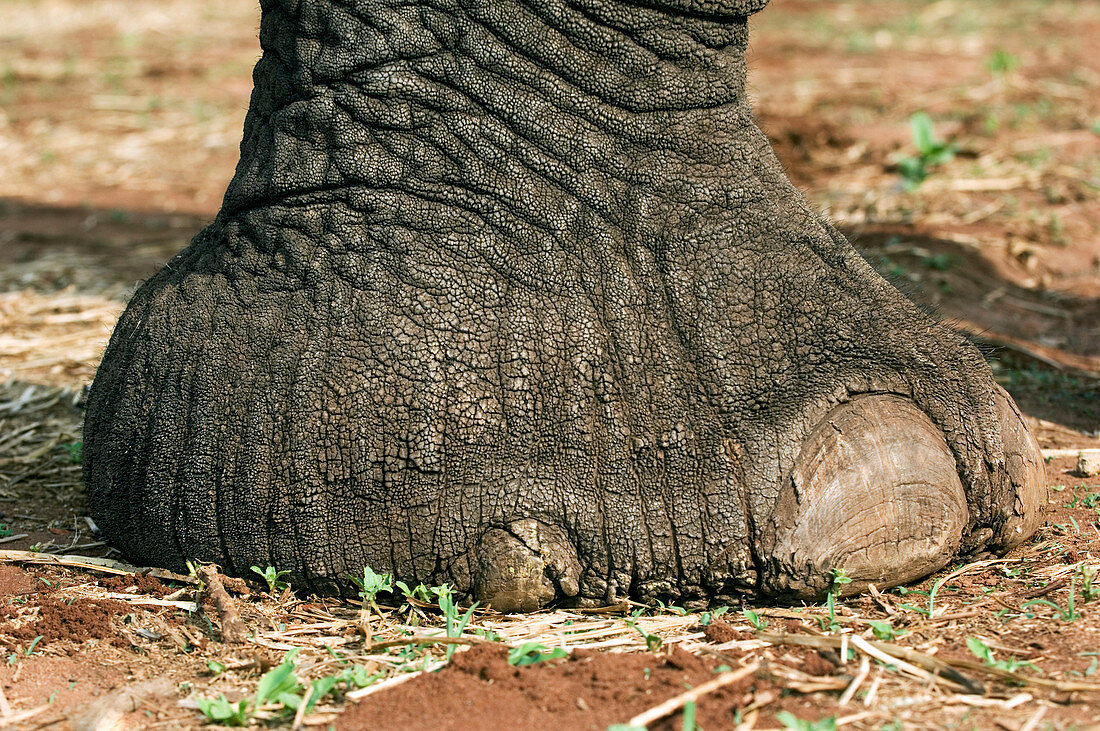 African elephant's foot