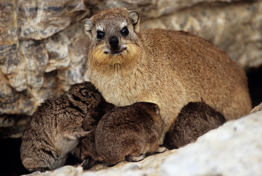 Rock hyraxes