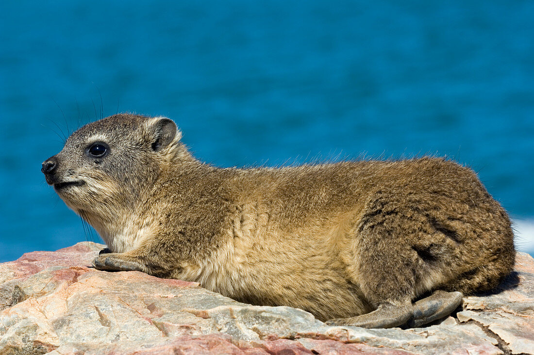 Rock hyrax