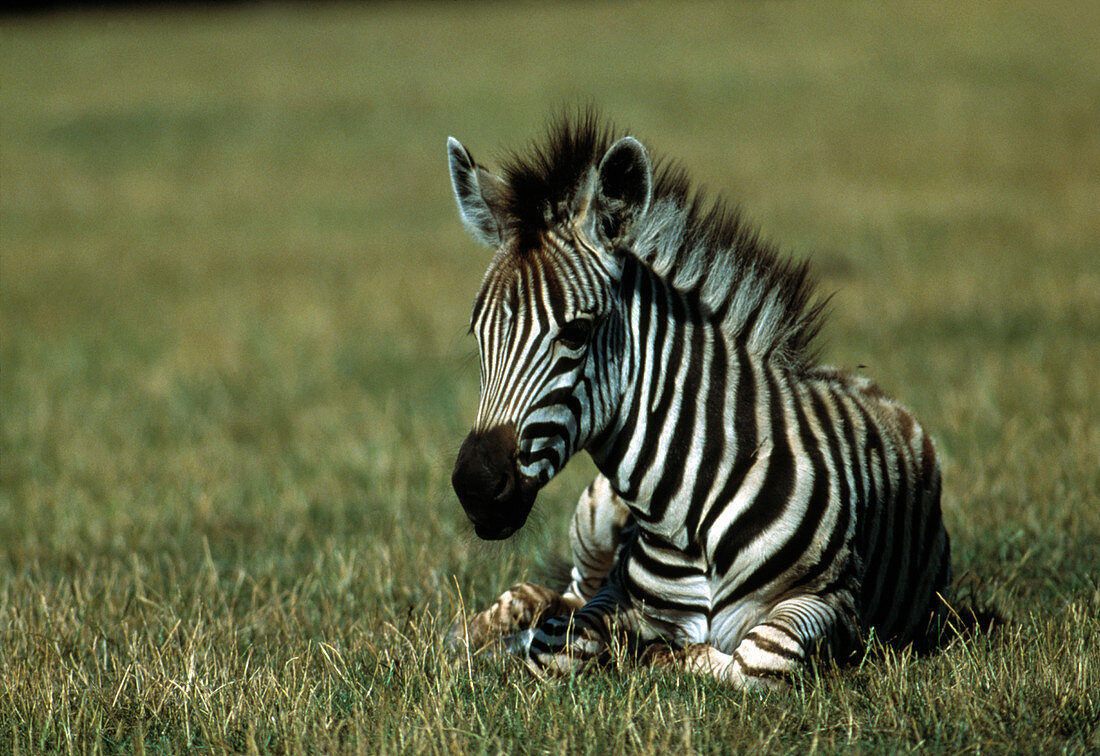 Zebra foal