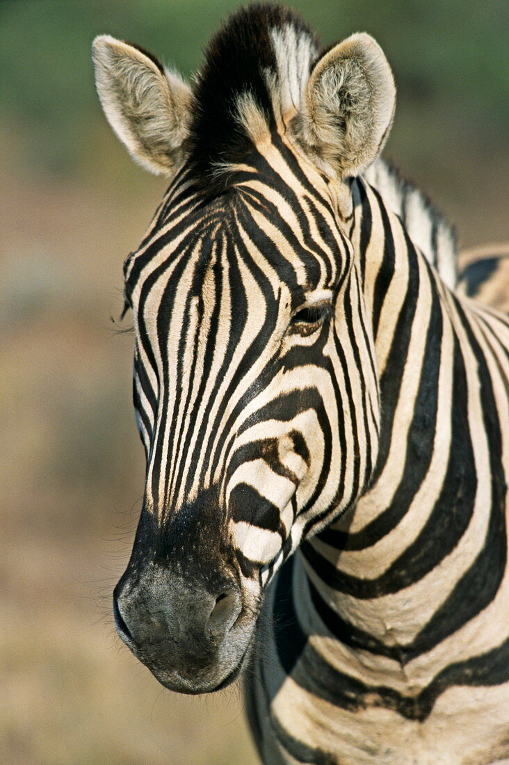 Quagga-like zebra