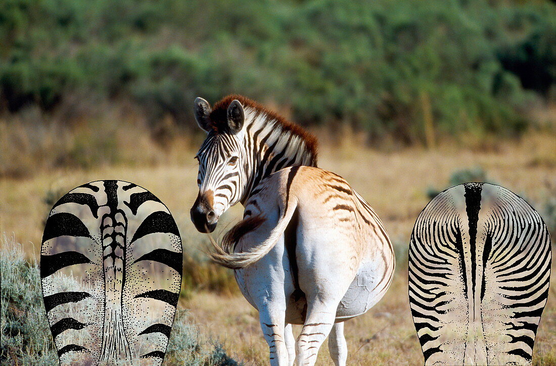 Zebras and quagga-like zebra