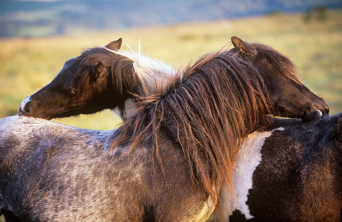 Dartmoor ponies grooming