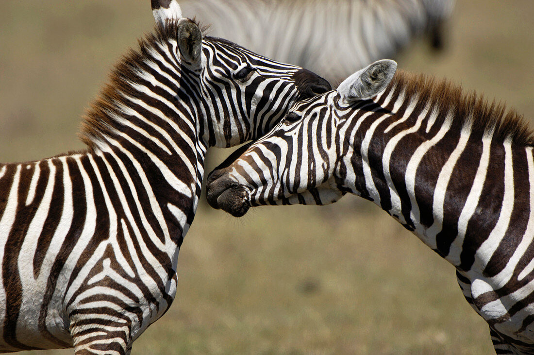 Zebras interacting