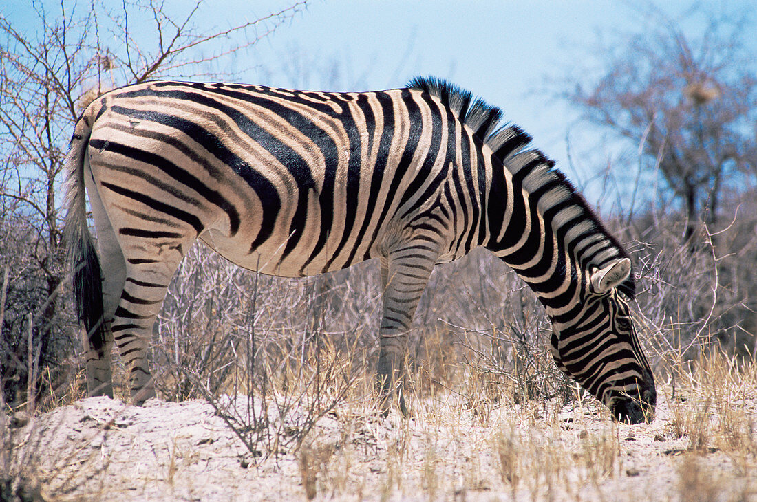 Burchell's zebra