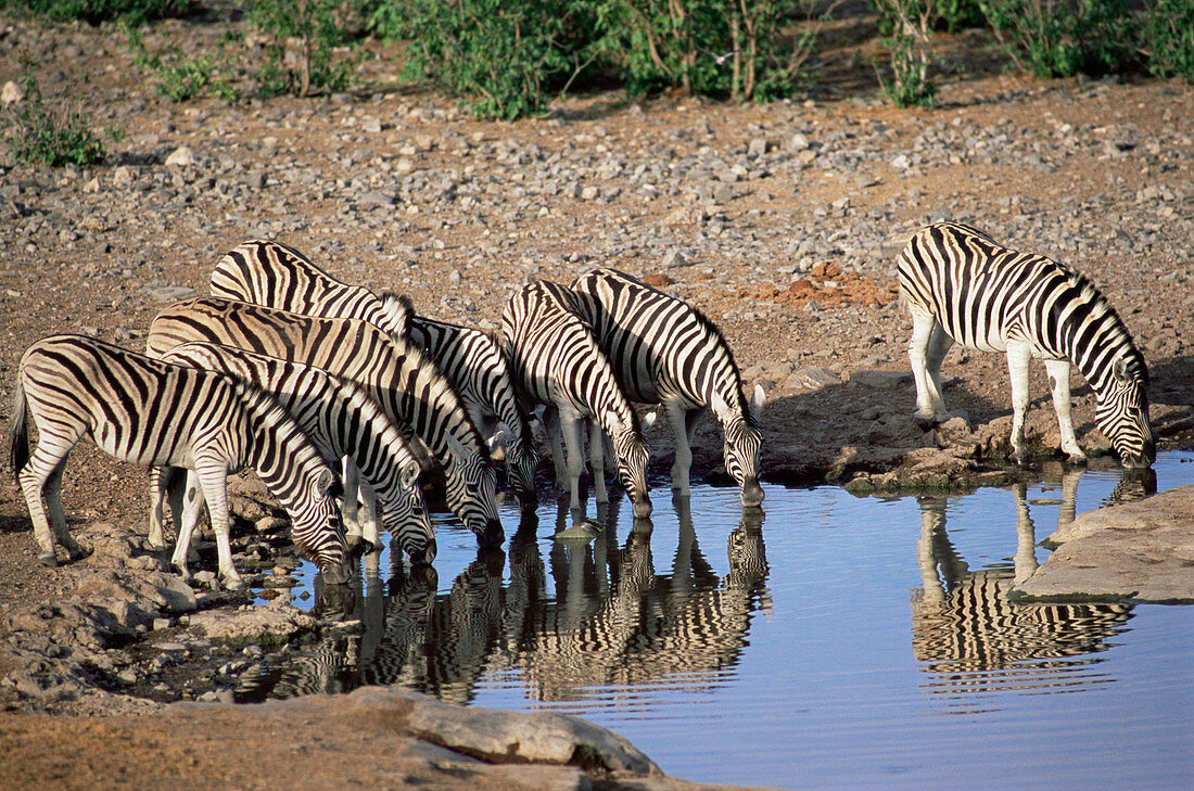 Burchell's zebra at a waterhole