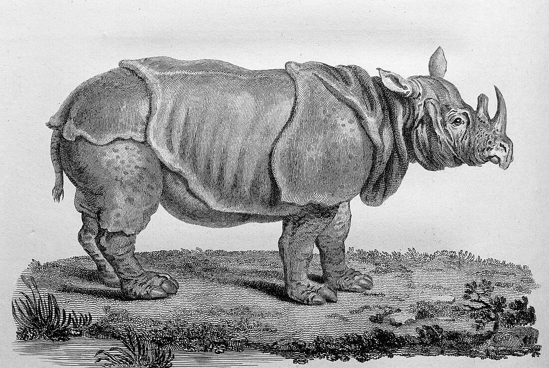 18th century engraving of an African rhinoceros