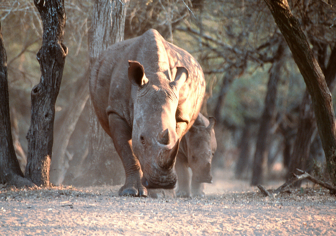 White rhinoceros mother and calf