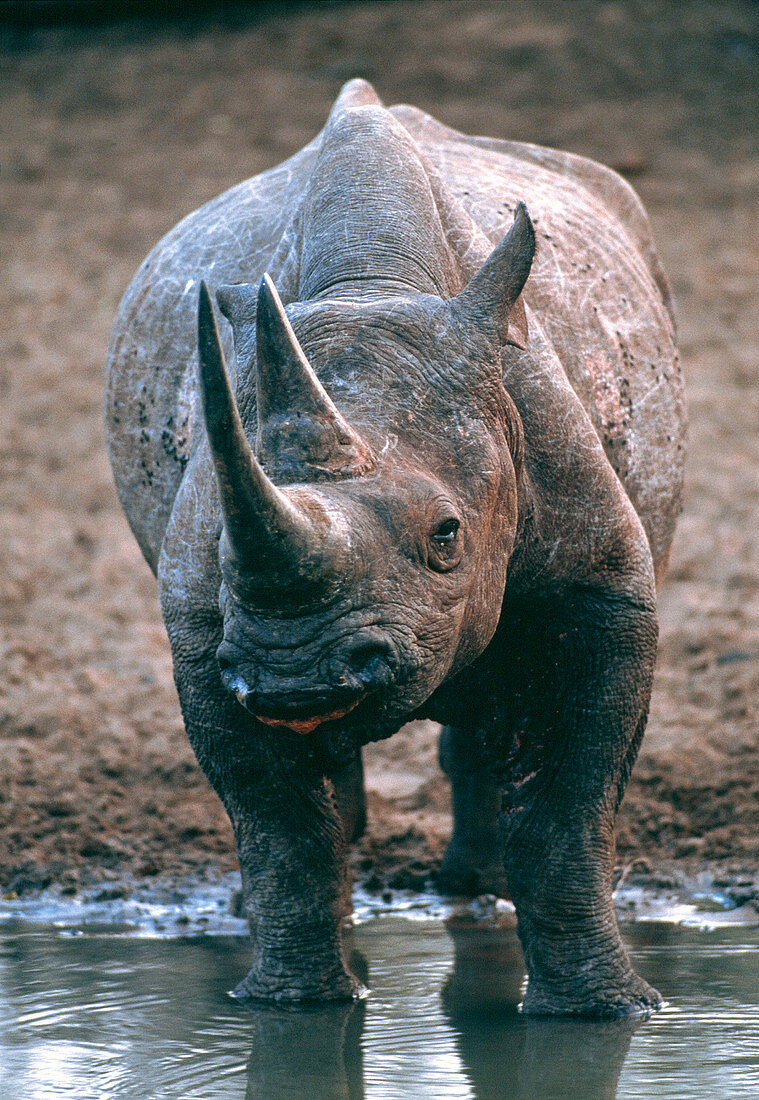 Black rhinoceros drinking