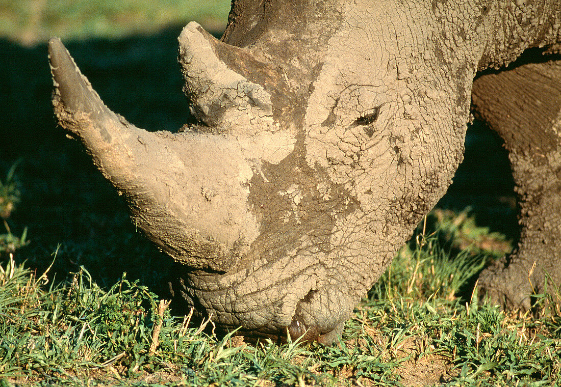 White rhinoceros