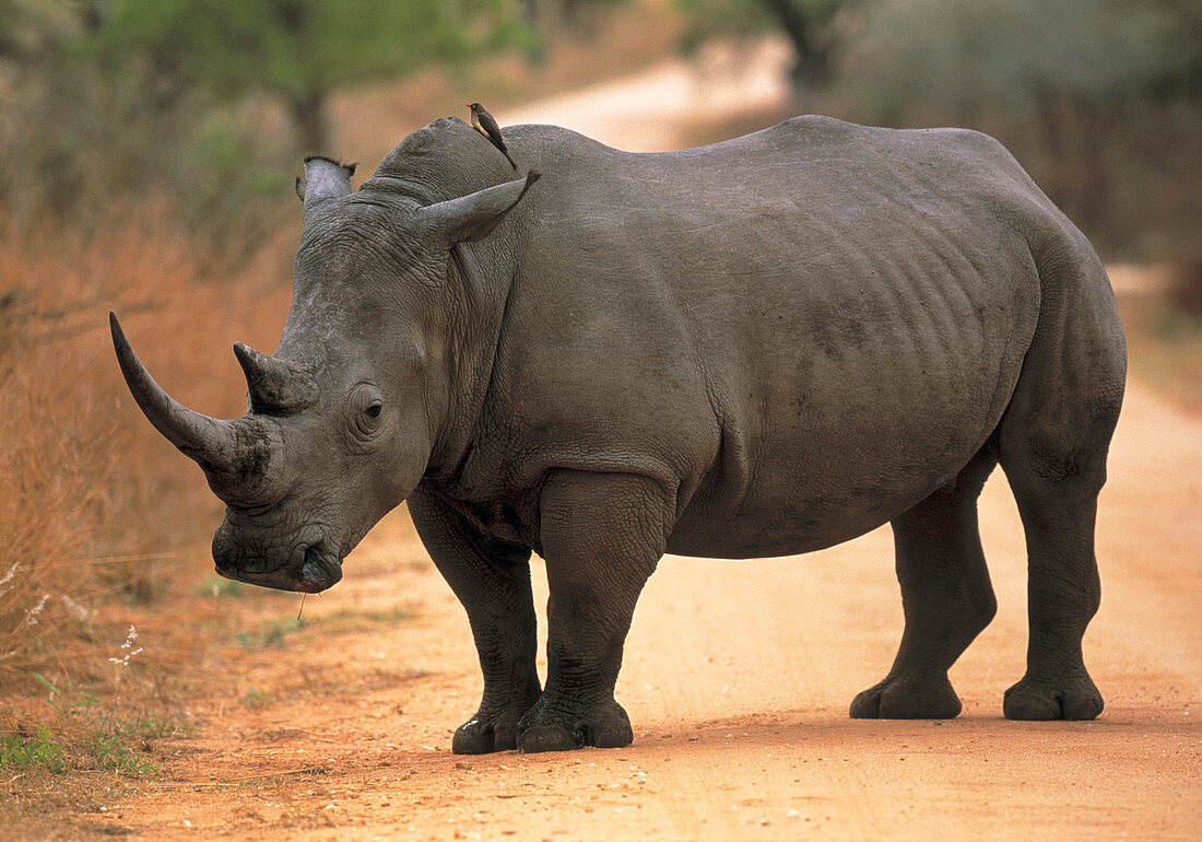 White rhinoceros