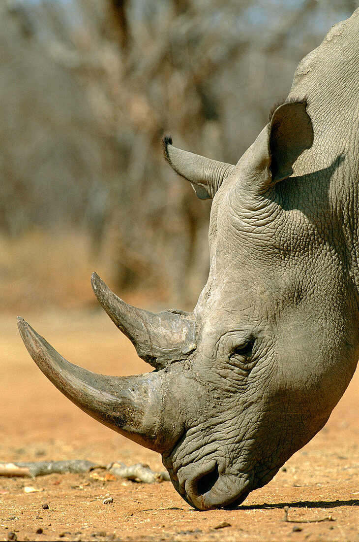 White rhinoceros