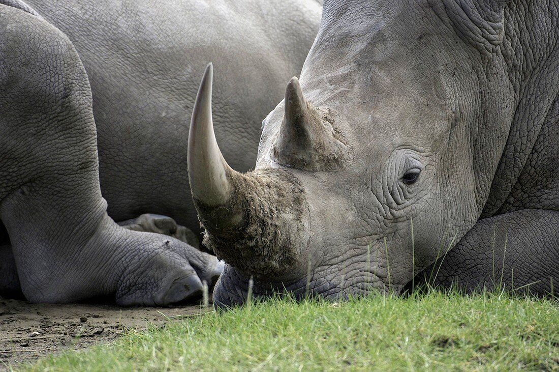 Rhinoceros resting