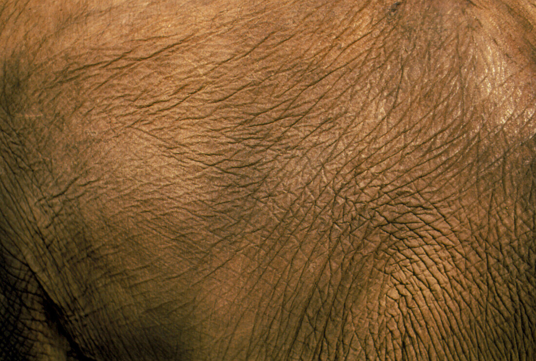 Skin of an African elephant (Loxodonta africana)