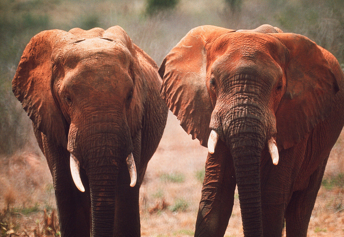 African elephants