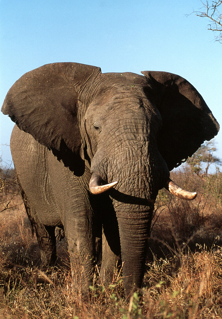 African elephant