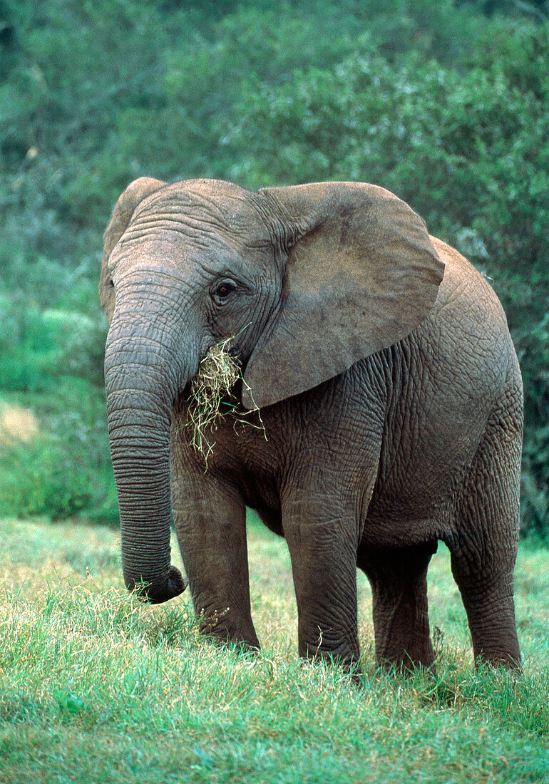 African elephant feeding