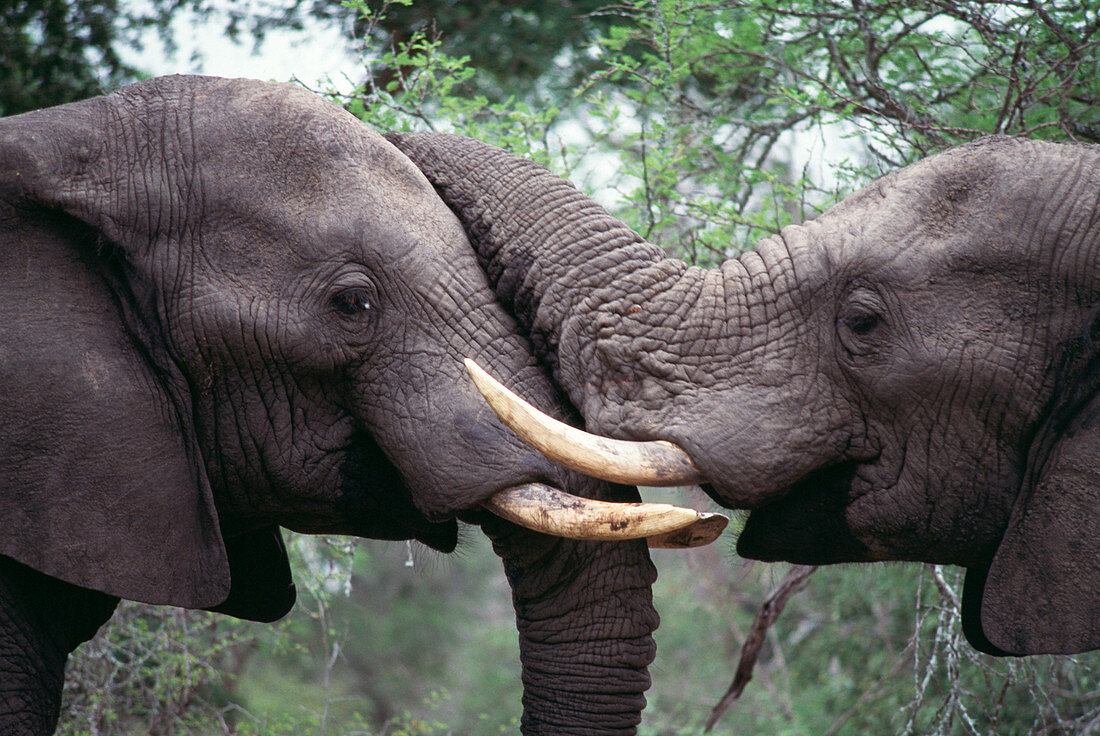 African elephant bulls fighting