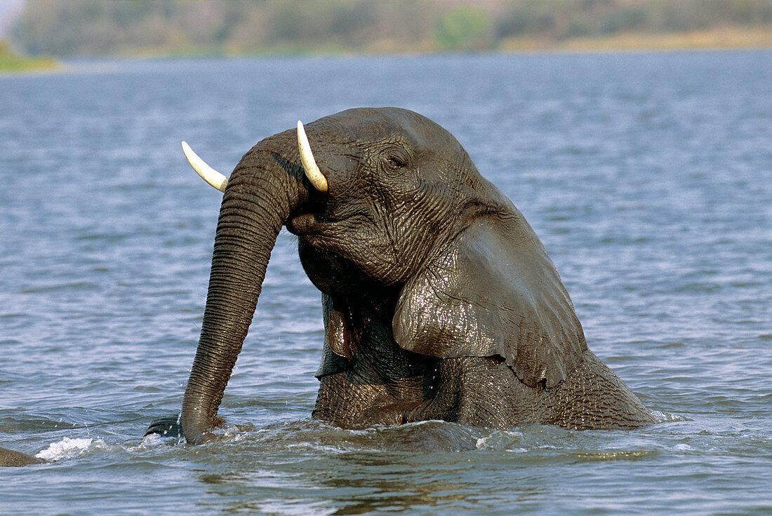 Swimming elephant