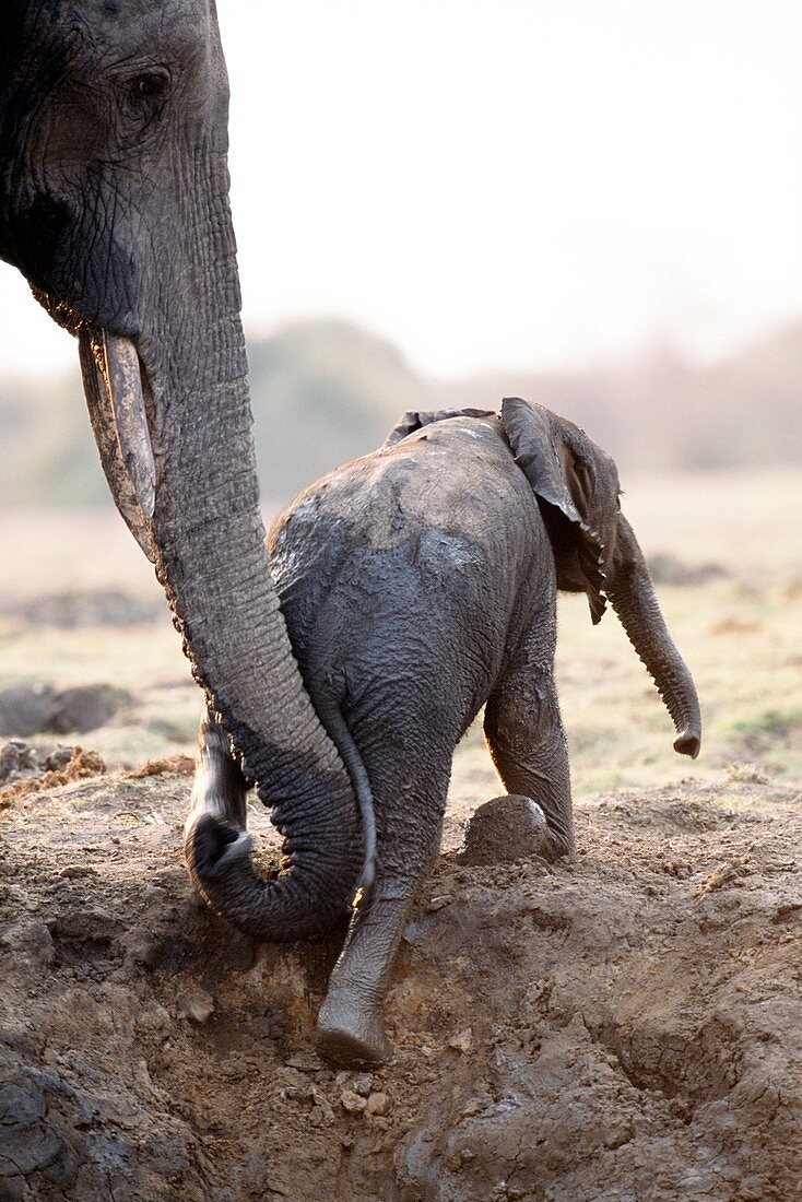 Young elephant