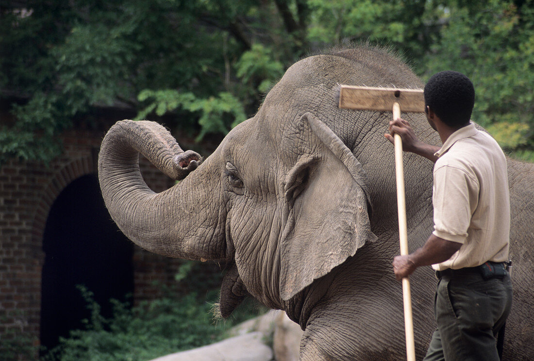 Asian elephant in captivity