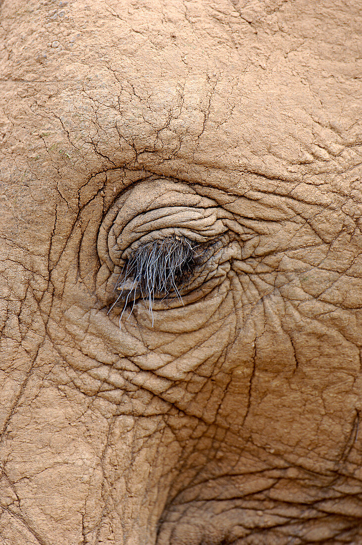African elephant eye