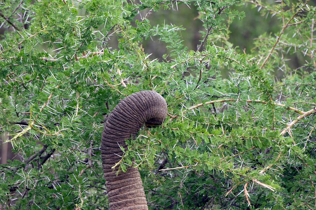 African elephant feeding