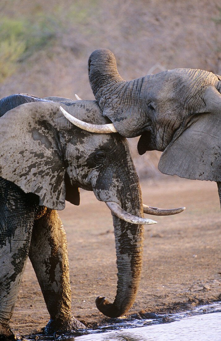 African elephants bathing