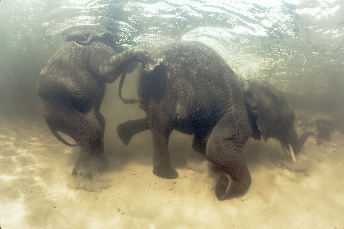 African elephants swimming