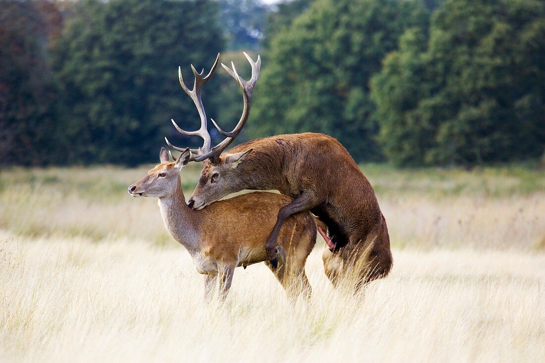 Mating European red deer
