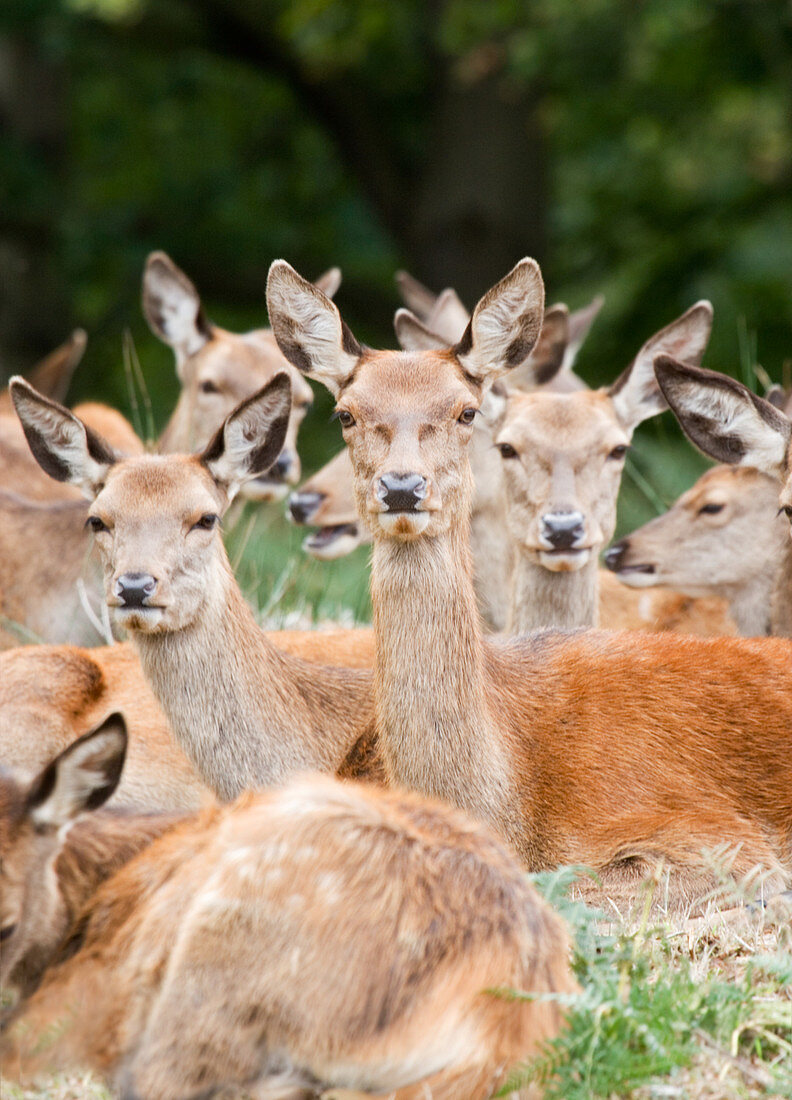 Herd of red deer does