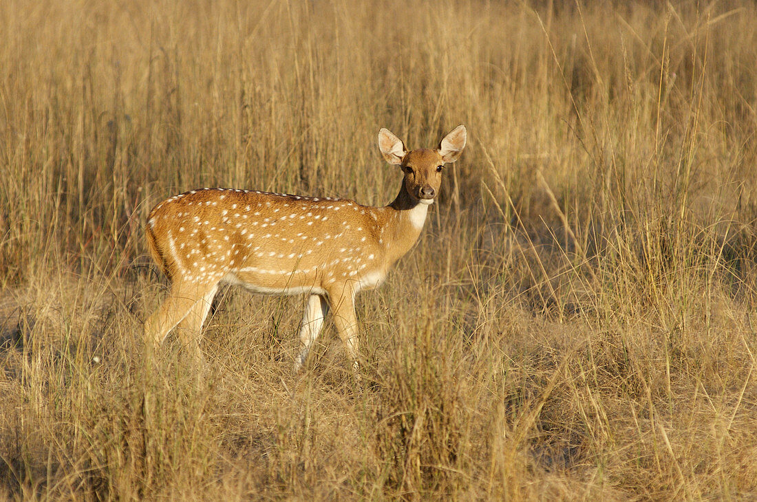 Spotted deer (Axis axis)