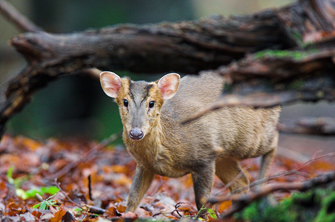 Reeves's muntjac