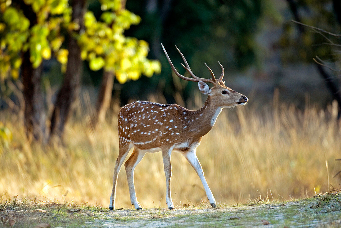 Male chital deer
