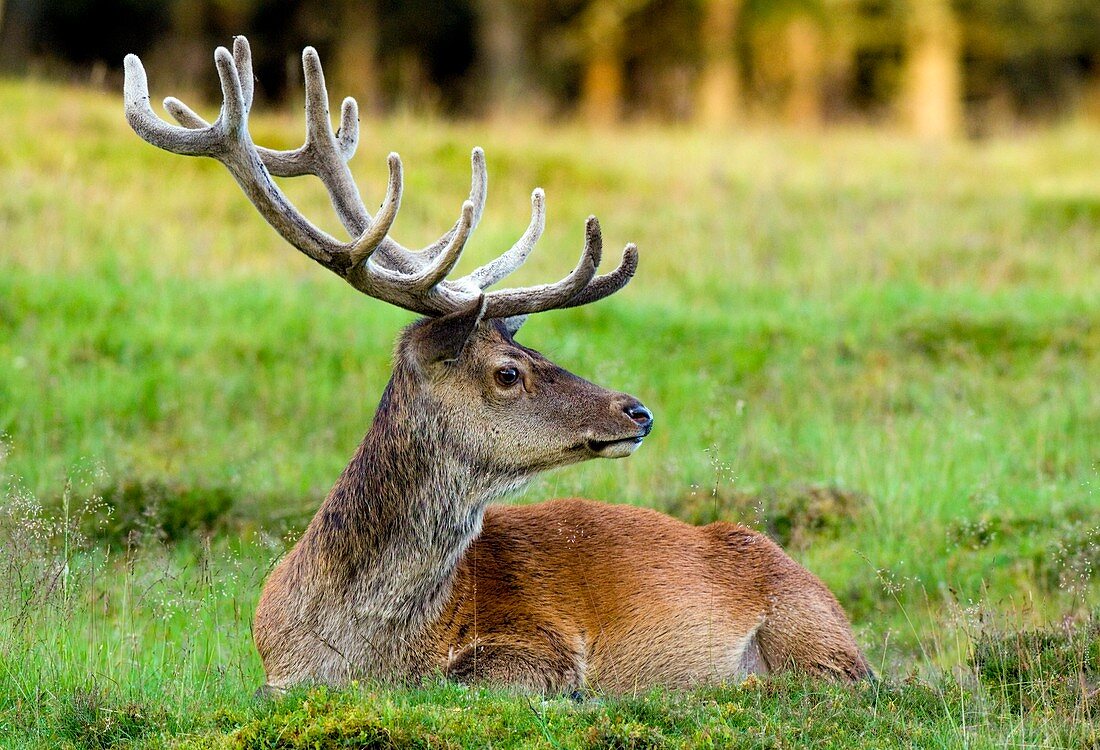 Red deer stag