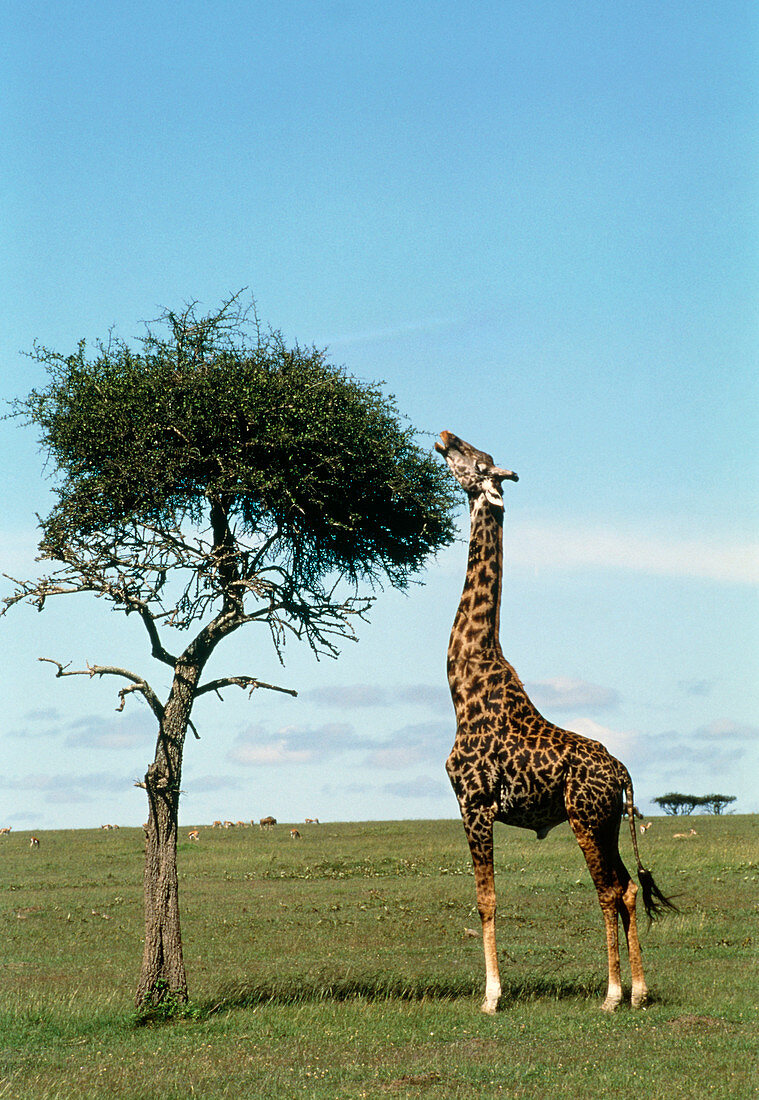 Giraffe (Giraffa camelopardalis) eating from tree