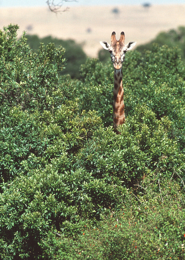 Giraffe in trees