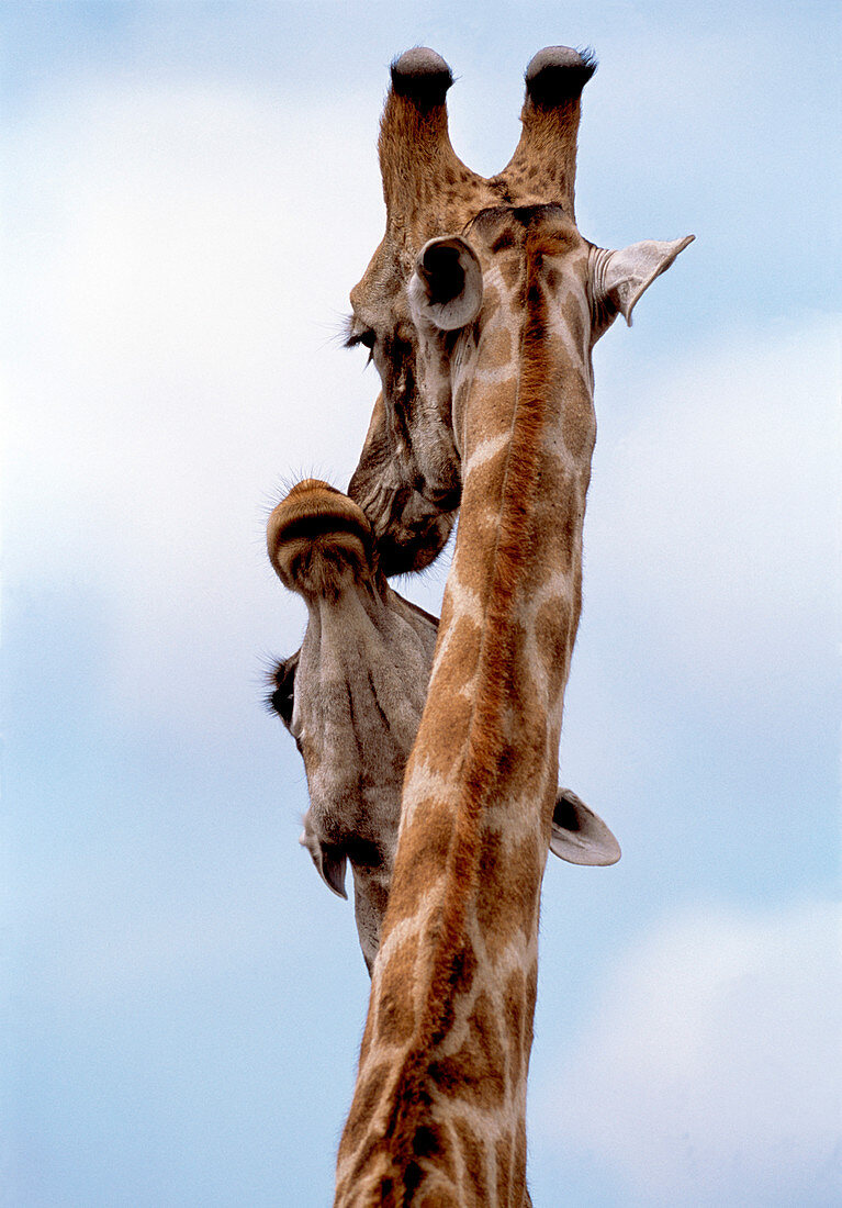 Courting giraffes
