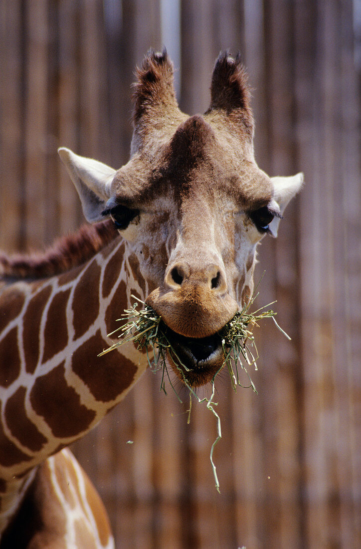 Giraffe eating