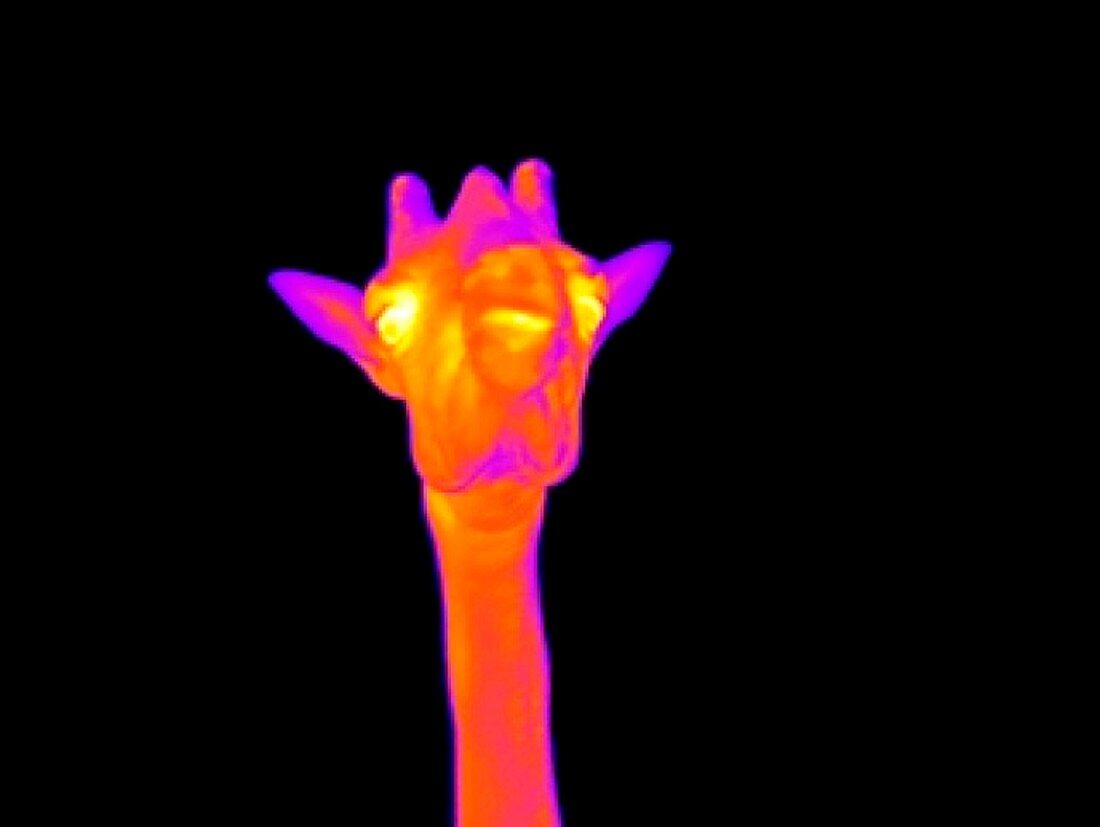 Giraffe,thermogram