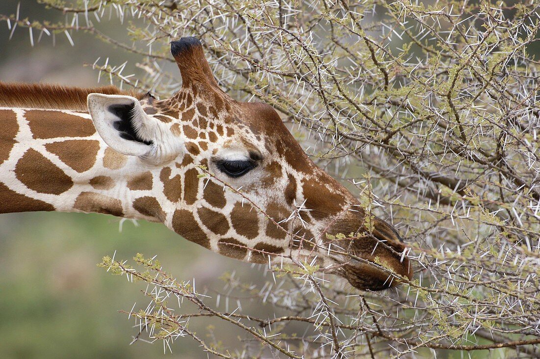 Reticulated giraffe feeding