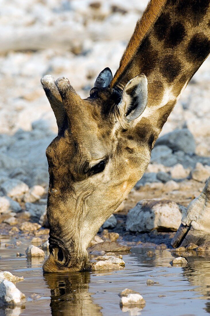 Giraffe drinking